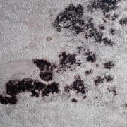 black mold in home